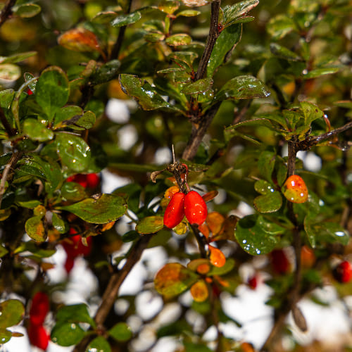 Барбарис Тунберга Келлерис купить во Владимире