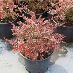 Барбарис Тунберга Ред Дрим купить во Владимире