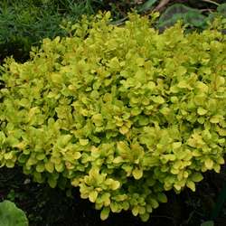 Барбарис Тунберга Тини Голд купить в Нижнем Новгороде