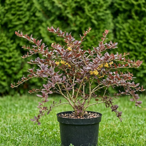 Барбарис обыкновенный Атропурпурея купить во Владимире