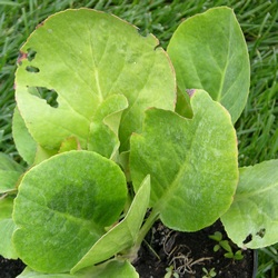 Бадан сердцелистный купить во Владимире