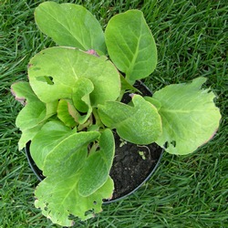 Бадан сердцелистный купить во Владимире