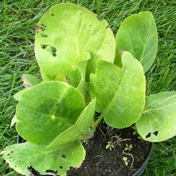 Бадан сердцелистный купить во Владимире