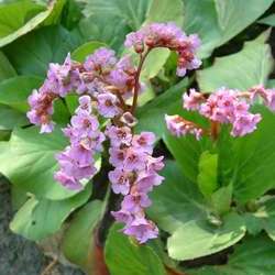 Бадан сердцелистный купить во Владимире