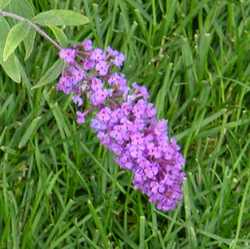 Буддлея Давида Бордер Бьюти купить во Владимире