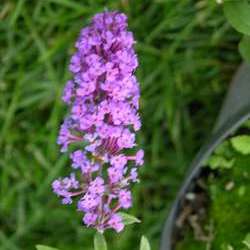 Буддлея Давида Бордер Бьюти купить во Владимире