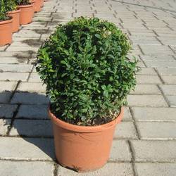 Самшит вечнозелёный (шаровидный) купить в Нижнем Новгороде