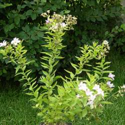 Колокольчик молочноцветковый Лоддон Анна купить во Владимире