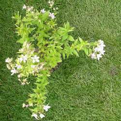 Колокольчик молочноцветковый Лоддон Анна купить во Владимире