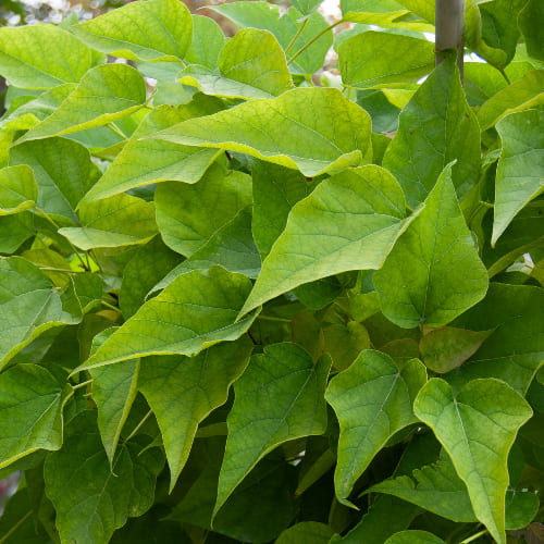 Катальпа бигнониевидная купить во Владимире