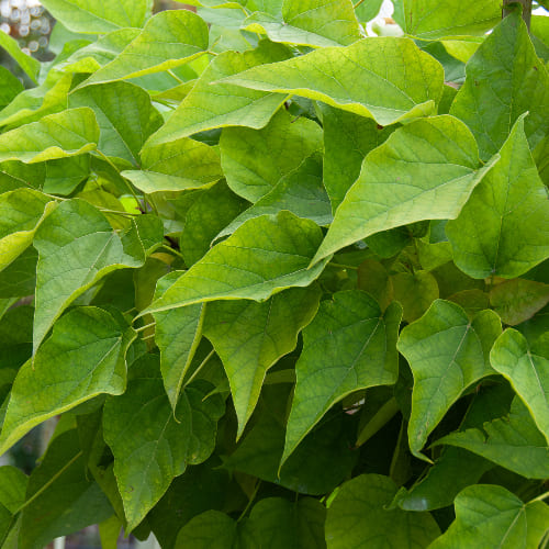 Катальпа бигнониевидная купить во Владимире