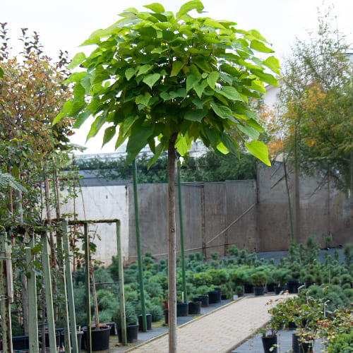 Катальпа бигнониевидная купить во Владимире