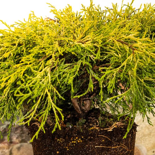 Кипарисовик горохоплодный Филифера Аурея купить в Нижнем Новгороде