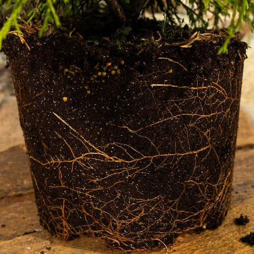 Кипарисовик горохоплодный Филифера Аурея купить в Нижнем Новгороде