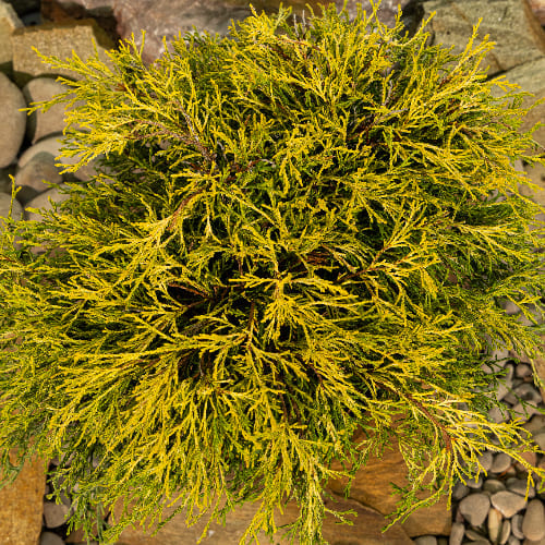 Кипарисовик горохоплодный Филифера Аурея купить в Нижнем Новгороде