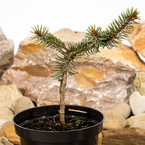 Кипарисовик горохоплодный купить в Кирове