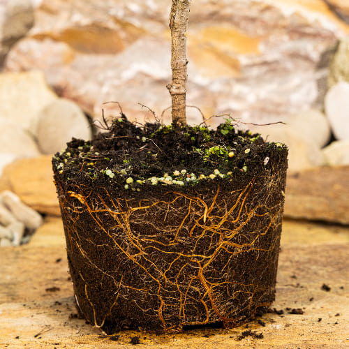 Кипарисовик горохоплодный купить в Кирове