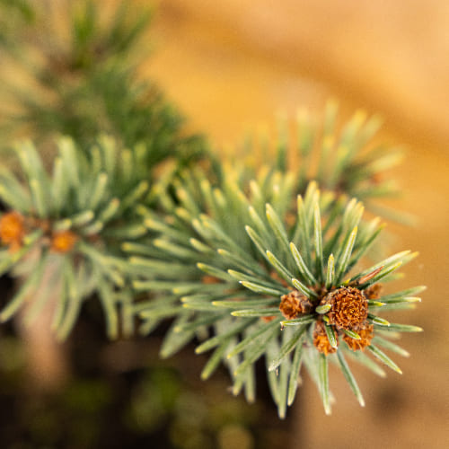 Кипарисовик горохоплодный купить в Кирове