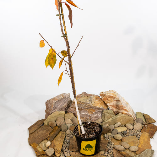 Черешня Бряночка купить во Владимире