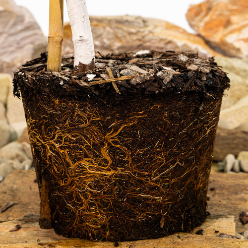 Черешня Бряночка купить во Владимире