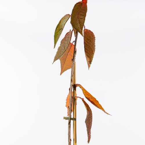 Черешня Бряночка купить во Владимире