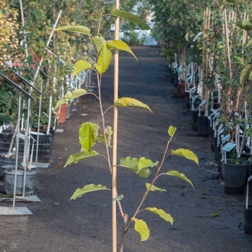 Черешня Брянская Розовая купить во Владимире