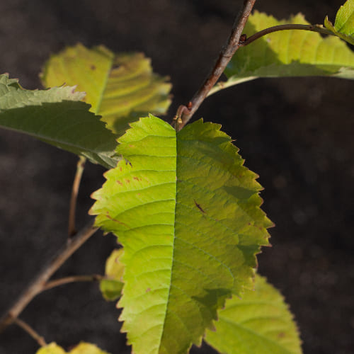 Черешня Брянская Розовая купить во Владимире
