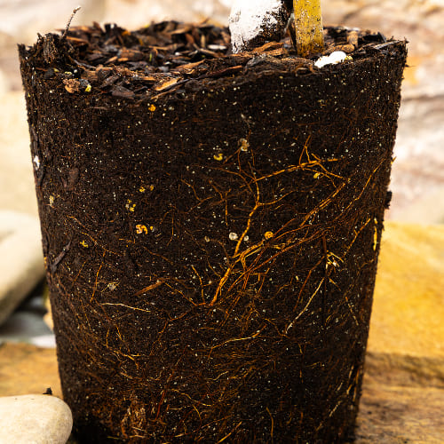 Черешня Ипуть купить во Владимире