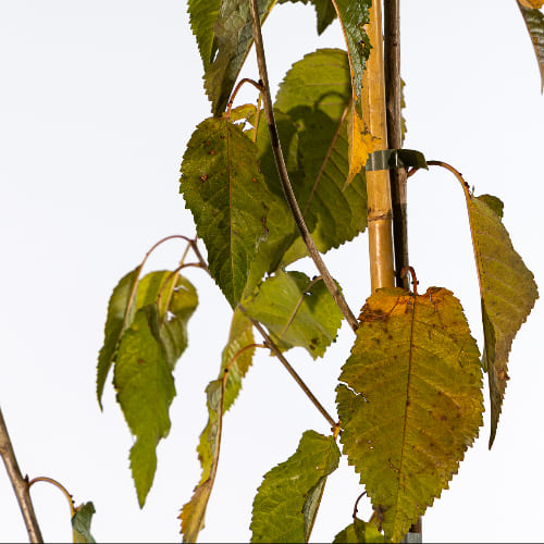 Черешня Ипуть купить во Владимире