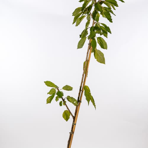 Черешня Итальянка купить во Владимире