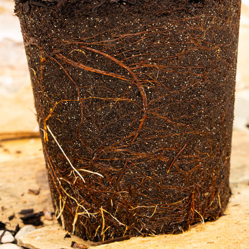 Черешня Итальянка купить во Владимире