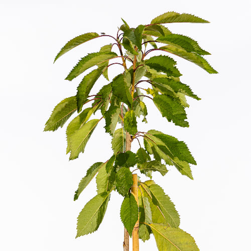 Черешня Итальянка купить во Владимире