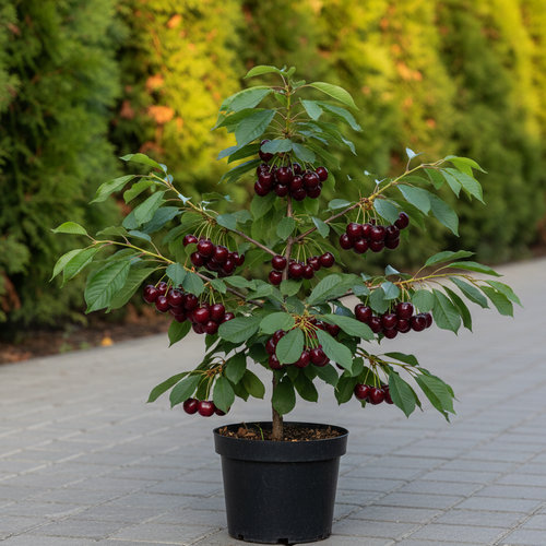 Черешня Мичуринка купить во Владимире