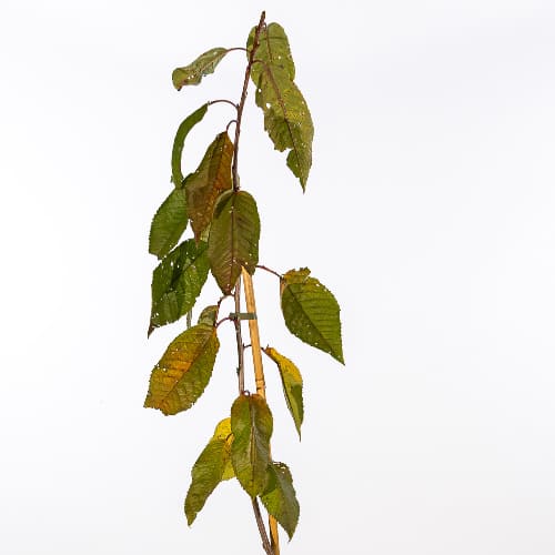 Черешня Мичуринка купить во Владимире