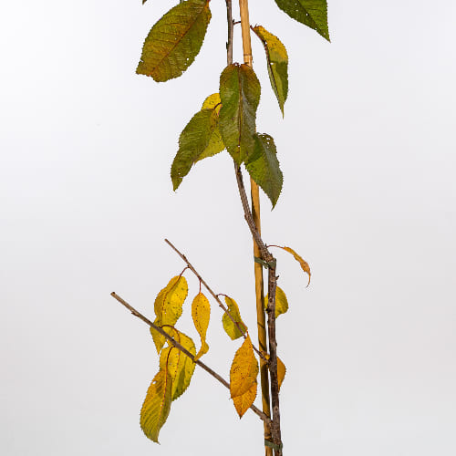 Черешня Мичуринка купить во Владимире