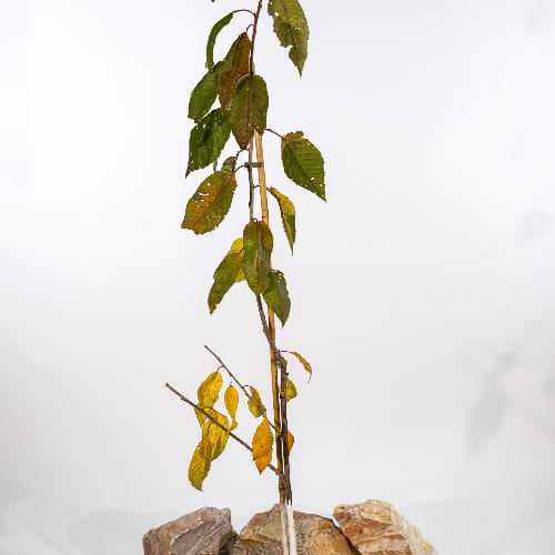 Черешня Мичуринка купить во Владимире