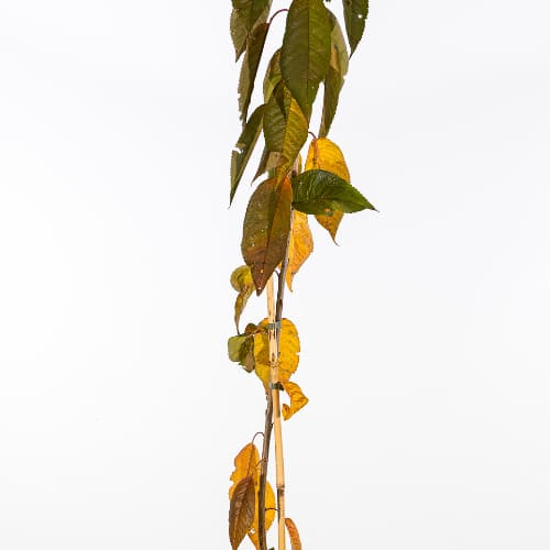 Черешня Оленька купить в Нижнем Новгороде