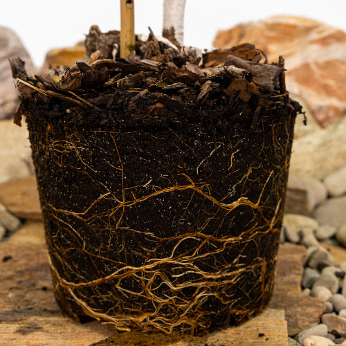 Черешня Оленька купить в Нижнем Новгороде