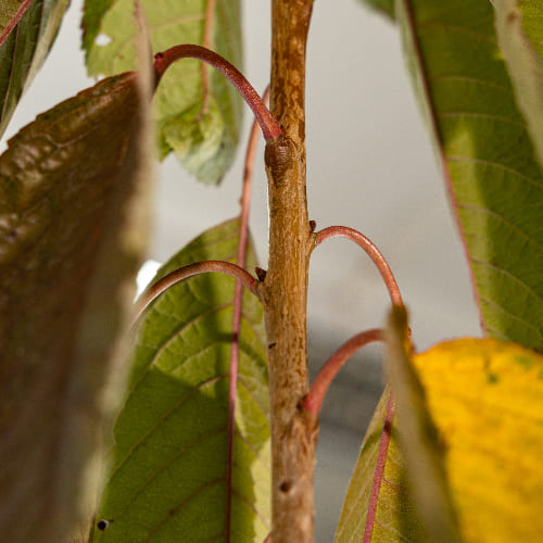 Черешня Оленька купить в Нижнем Новгороде