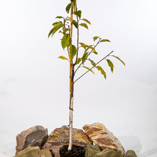 Черешня Орловская розовая купить во Владимире