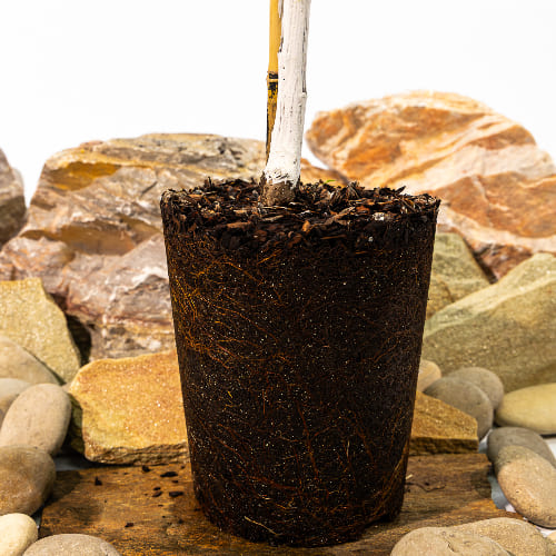 Черешня Орловская розовая купить во Владимире