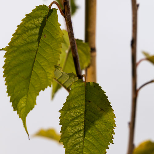 Черешня Орловская розовая купить во Владимире