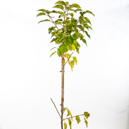 Черешня Овстуженка купить в Нижнем Новгороде