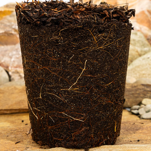 Черешня Овстуженка купить в Нижнем Новгороде