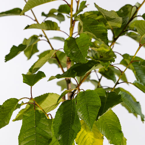 Черешня Овстуженка купить в Нижнем Новгороде