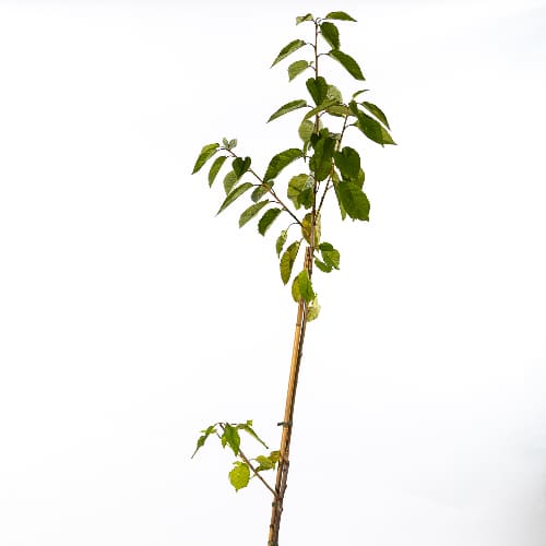 Черешня Речица купить во Владимире