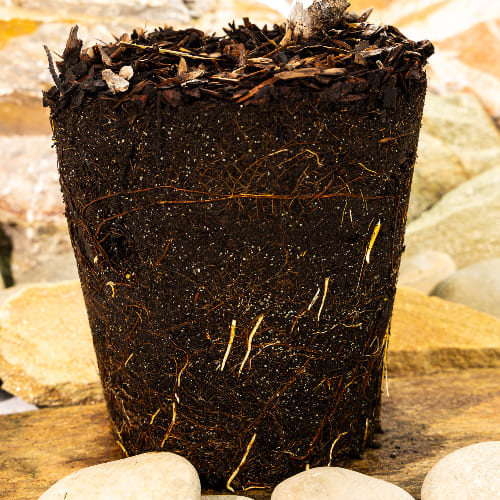 Черешня Речица купить во Владимире