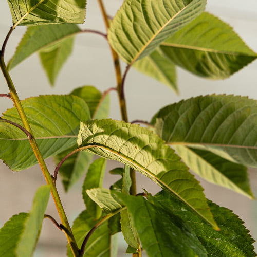 Черешня Речица купить во Владимире