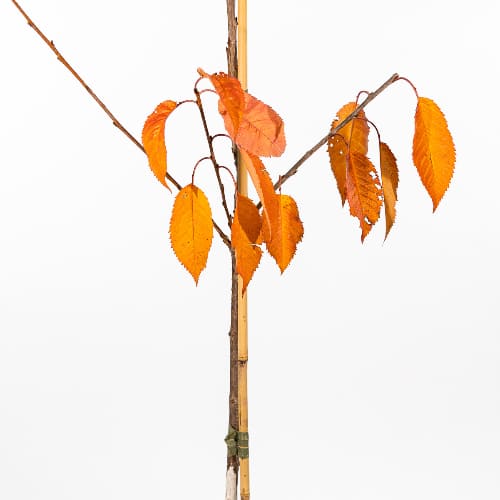 Черешня Валерий Чкалов купить в Нижнем Новгороде