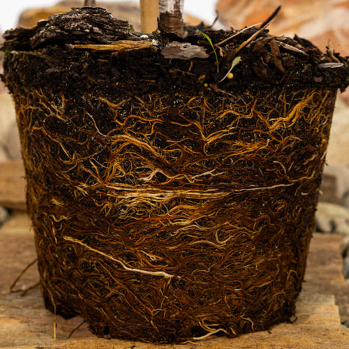 Черешня Валерий Чкалов купить в Нижнем Новгороде